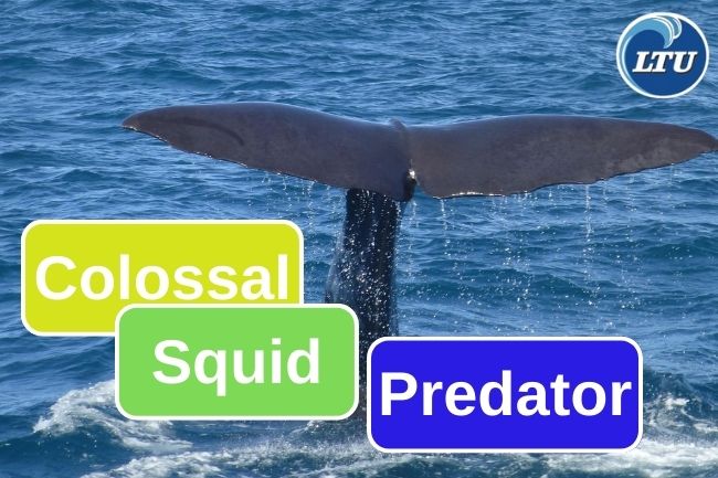 Who Is Colossal Squid Predator?